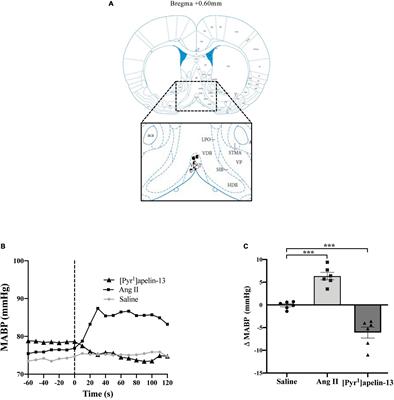 Circumventricular Organ Apelin Receptor Knockdown Decreases Blood Pressure and Sympathetic Drive Responses in the Spontaneously Hypertensive Rat